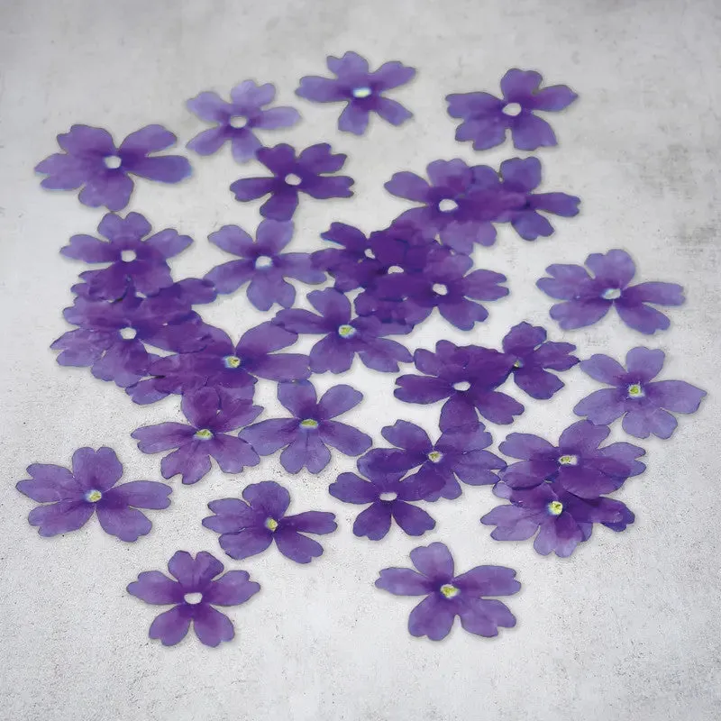 Nishikidori fleurs verveine séchées roses