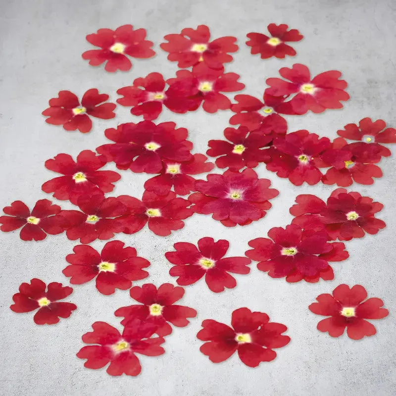 Nishikidori fleurs verveine séchées roses