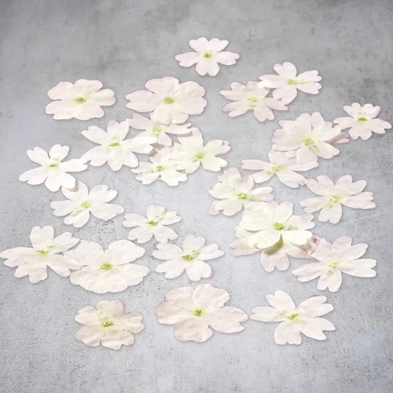 Nishikidori fleurs verveine séchées roses