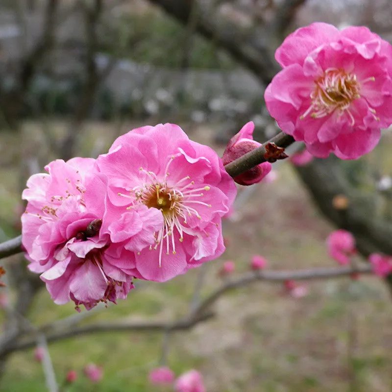 NISHIKIDORI Fleurs de cerisiers Sakura au sirop floral