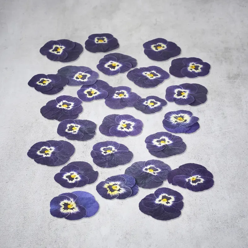 Nishikidori fleurs de pensées séchées jaunes violettes