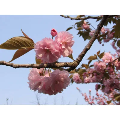 NISHIKIDORI Sakura feuilles de cerisier sucrées tonka