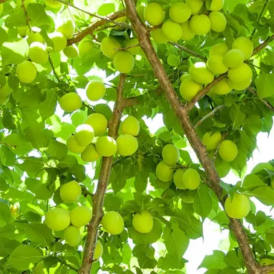 Nishikidori Ume sirop prune verte 275ml acidulé