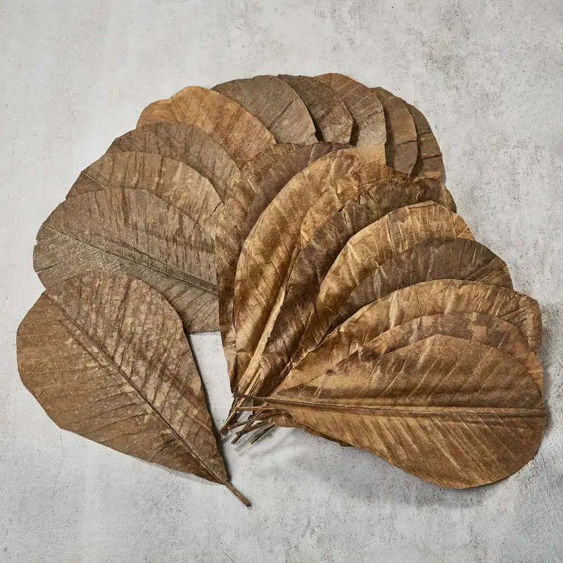 NISHIKIDORI Feuilles de Magnolia séchées 10 pièces