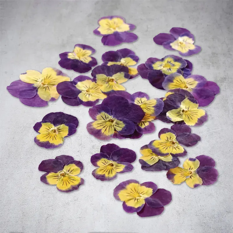 Nishikidori fleurs de pensées séchées jaunes violettes