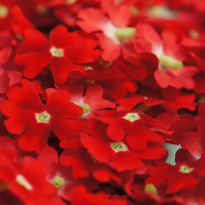 Nishikidori fleurs verveine séchées roses