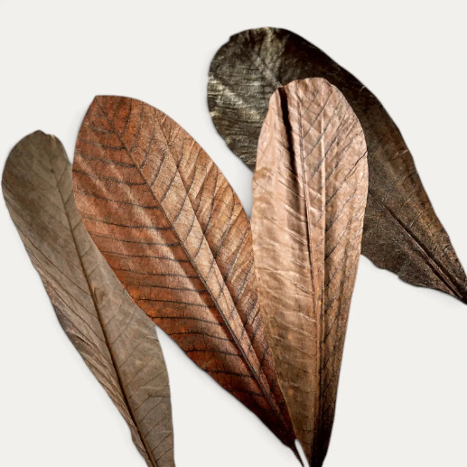 NISHIKIDORI feuilles magnolia séchées 20 feuilles