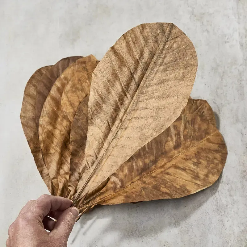 NISHIKIDORI Feuilles de Magnolia séchées 10 pièces