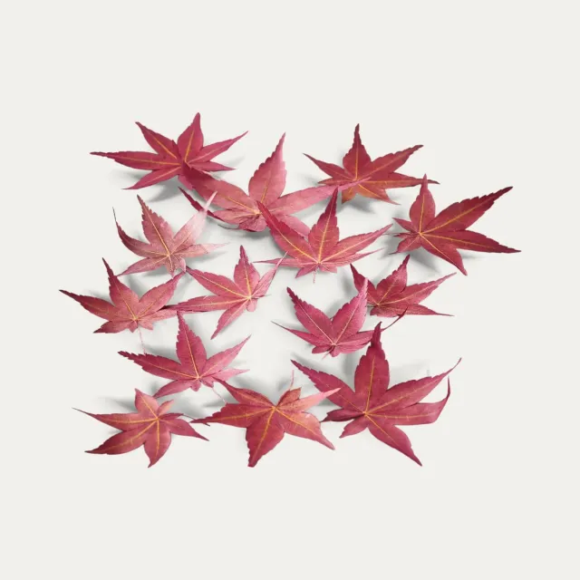 Nishikidori Momiji feuilles érable japonais séchées 20 pcs
