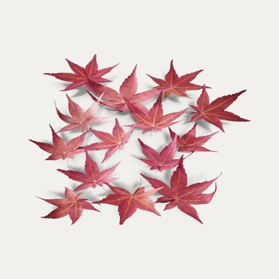 Nishikidori Momiji feuilles érable japonais séchées 20 pcs