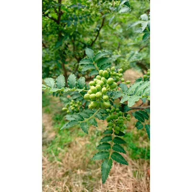 Nishikidori baies de sansho saumurees 50 g fruite