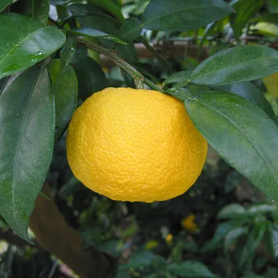 Nishikidori sel au yuzu Kôchi 50 g agrume