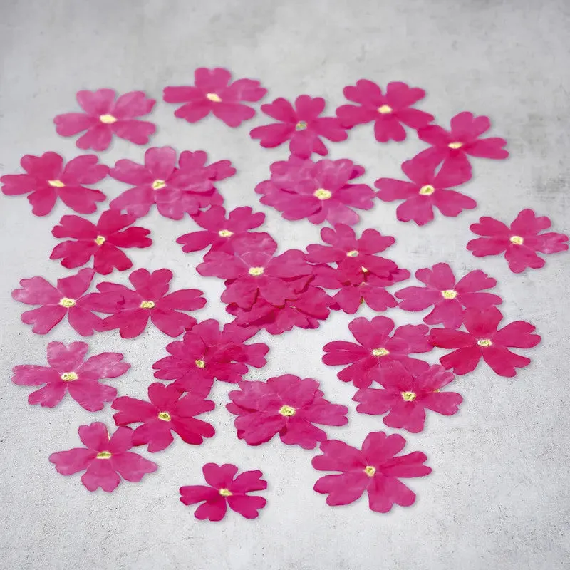 Nishikidori fleurs verveine séchées roses