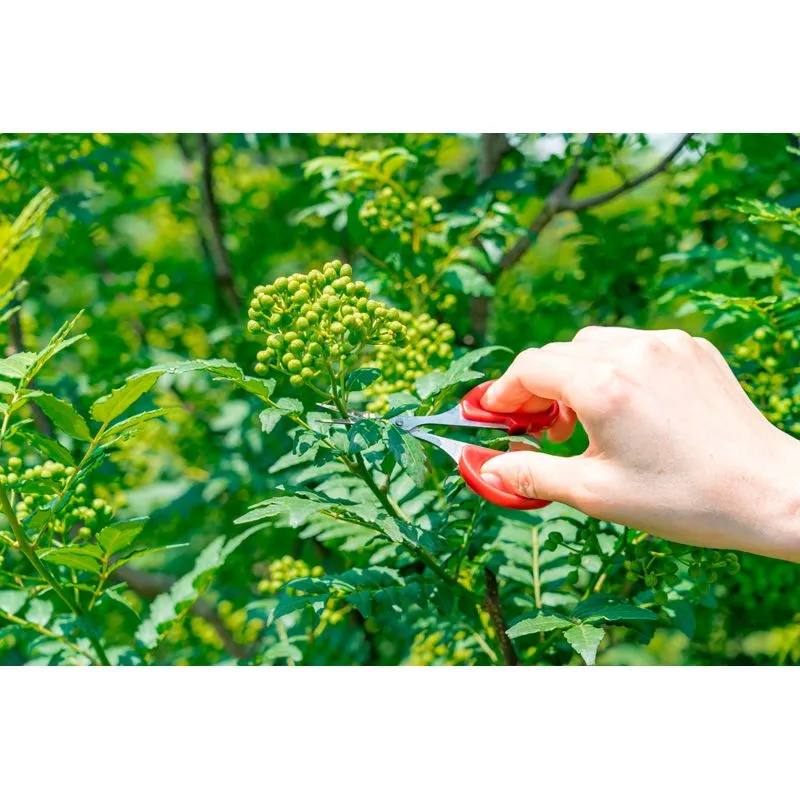 Nishikidori baies de sansho saumurees 50 g fruite
