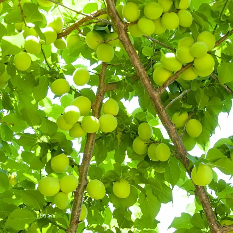 Nishikidori Ume Verte sirop prune 275ml acidulé