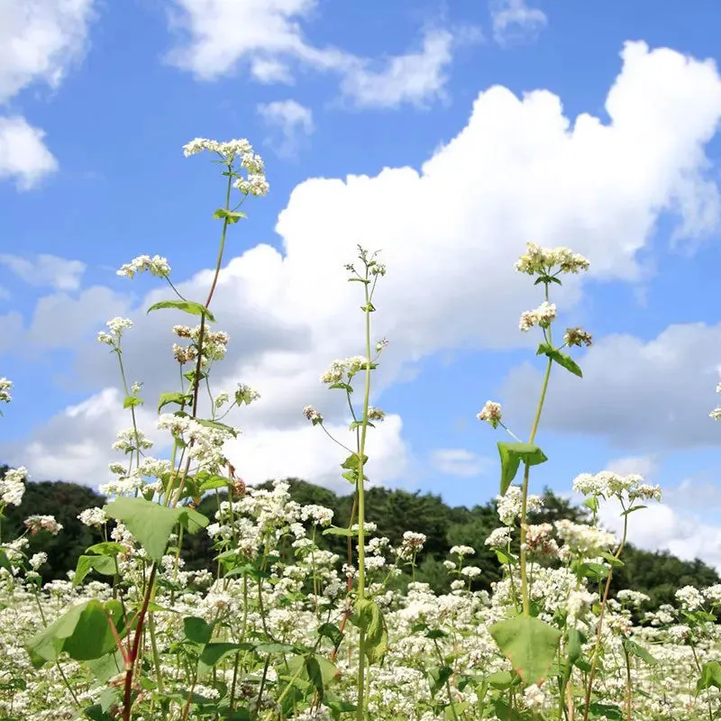 Nisshoku flocons sarrasin torréfié 500g Hokkaido sans pesticide