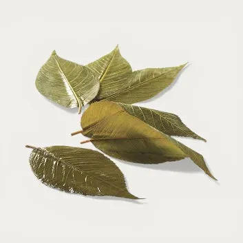 NISHIKIDORI Sakura feuilles de cerisier sucrées tonka