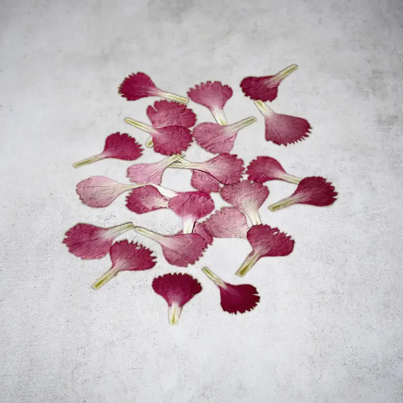 NISHIKIDORI pétales oeillet rouge séchés 50 pièces