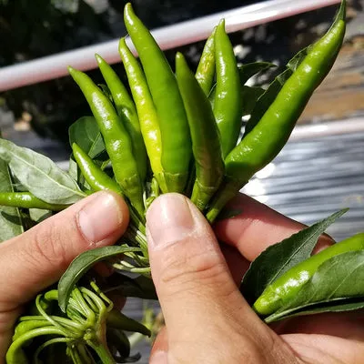 NISHIKIDORI Yuzu Kosho vert pâte pimentée 50g force verte
