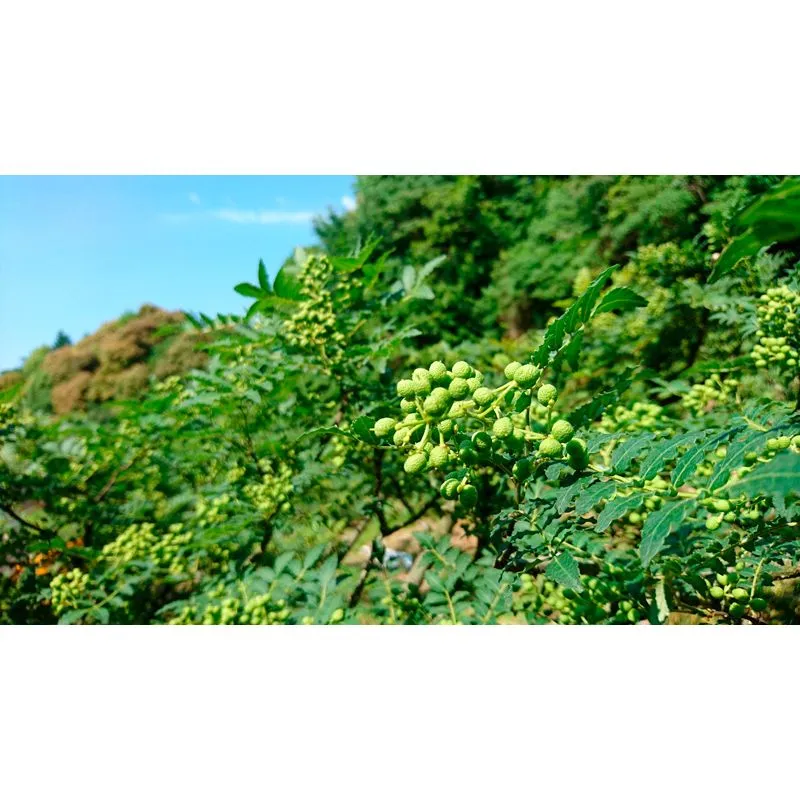 Nishikidori baies de sansho saumurees 50 g fruite