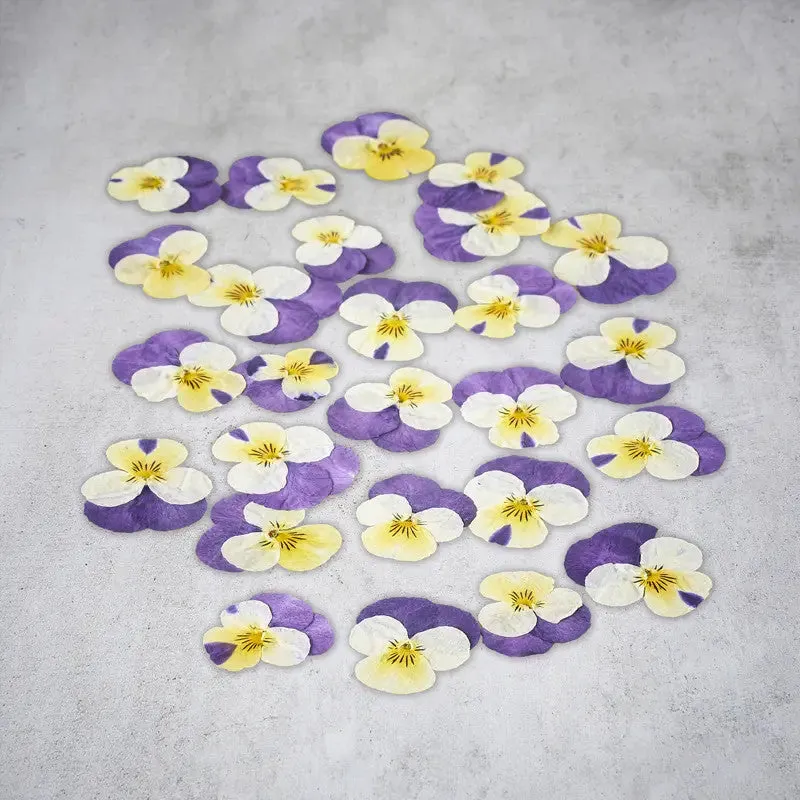 Nishikidori fleurs de pensées séchées jaunes violettes