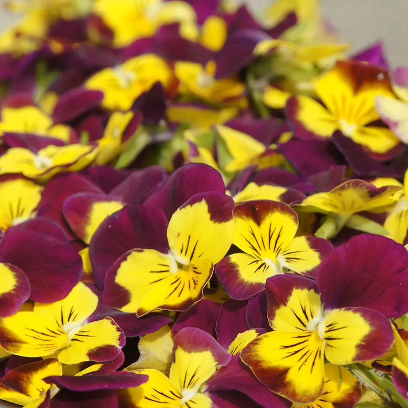 Nishikidori fleurs de pensées séchées jaunes violettes