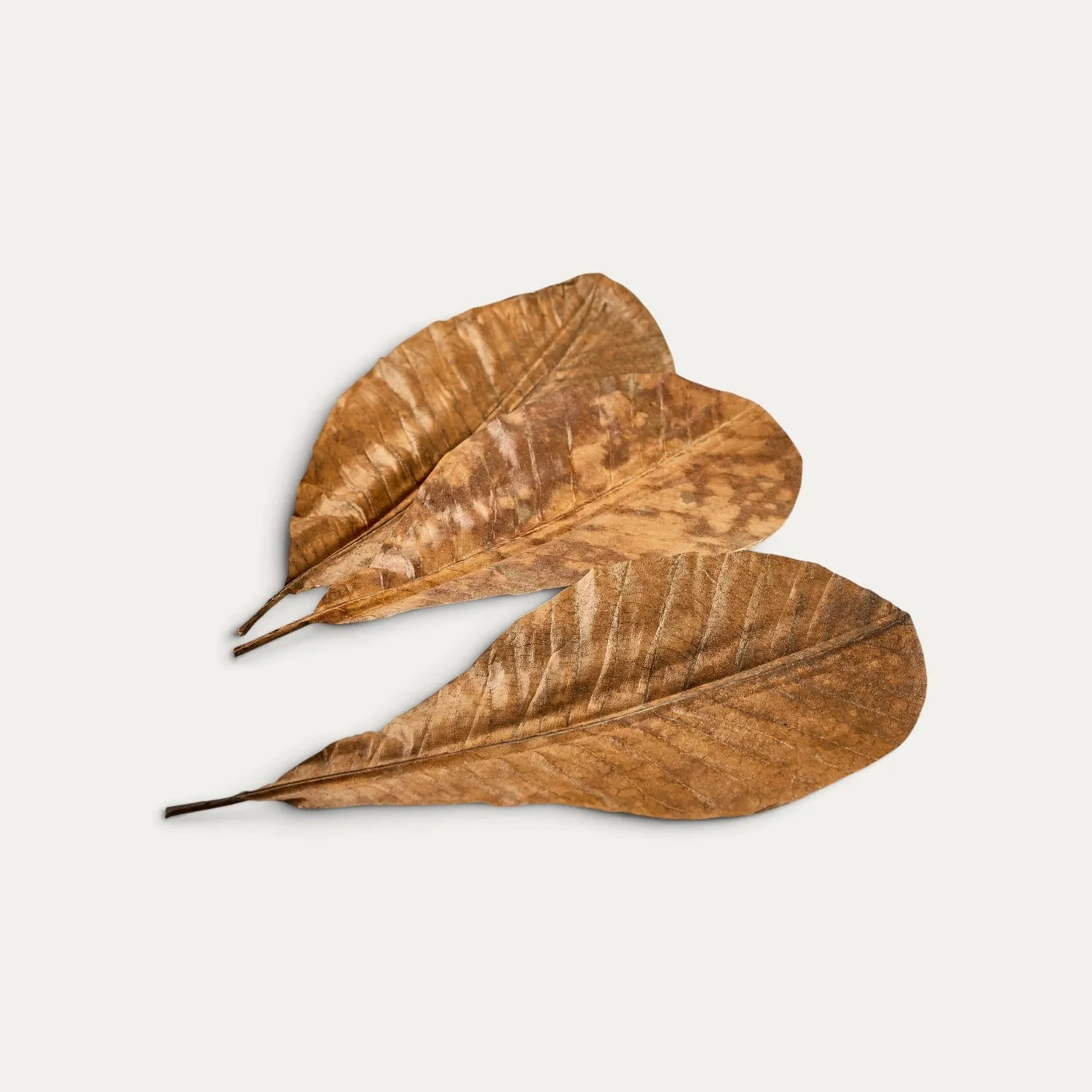 NISHIKIDORI Feuilles de Magnolia séchées 10 pièces