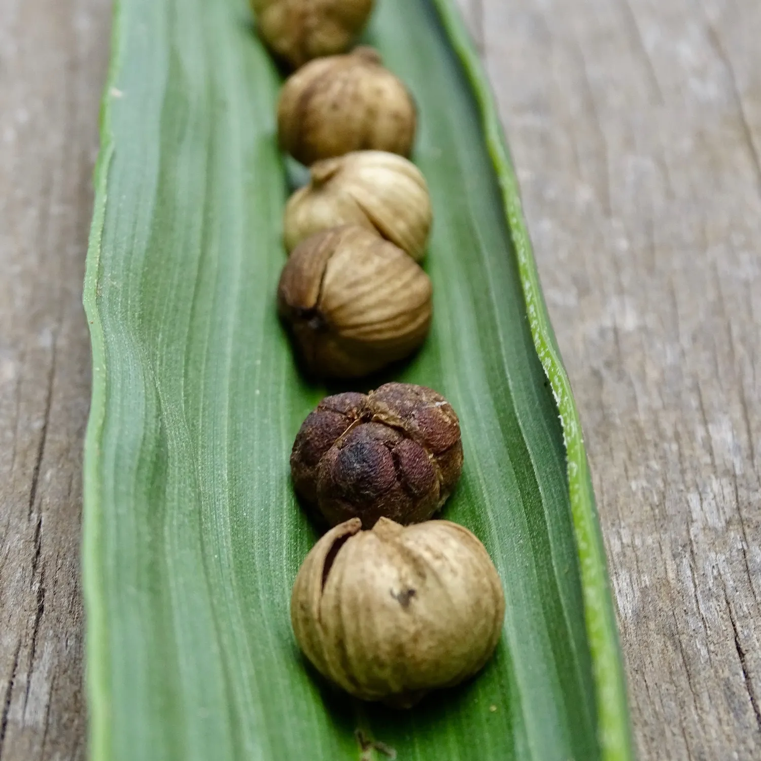 La Plantation Duo Cardamomes poudre parfumée